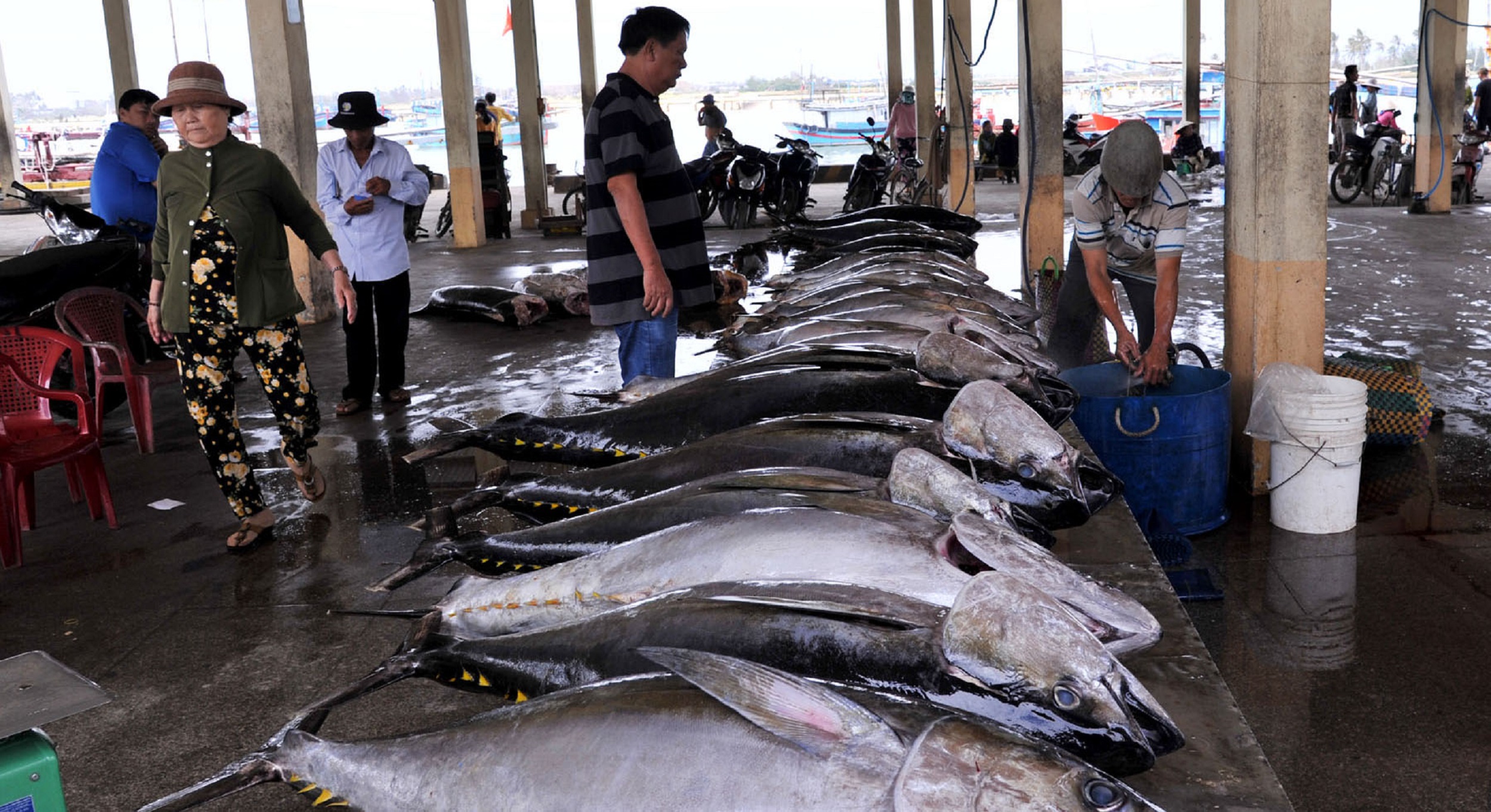 Khai thác xa bờ vào vụ mới