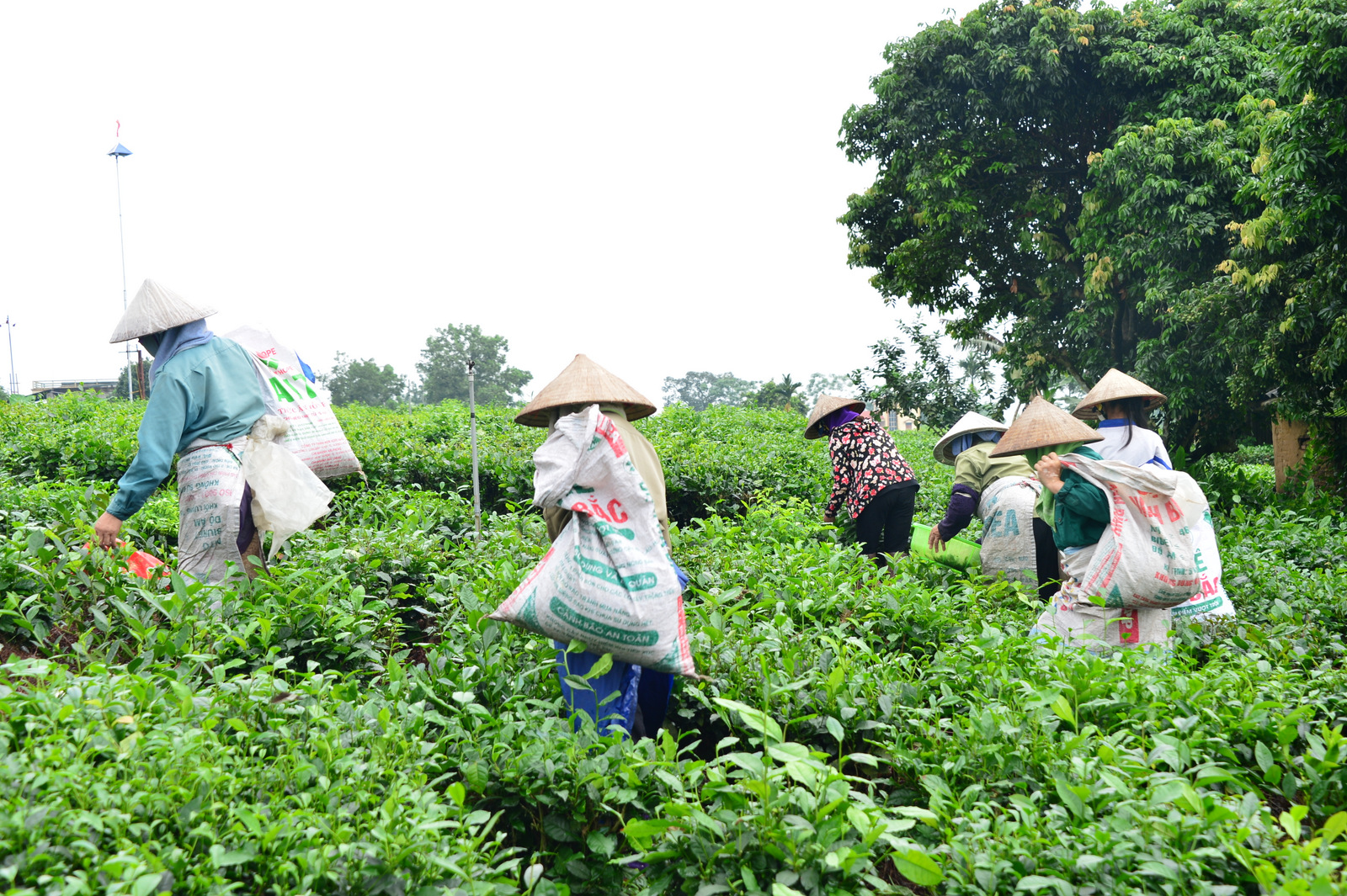 Nhân ngày Trà thế giới 21.5: Người Việt uống trà Việt