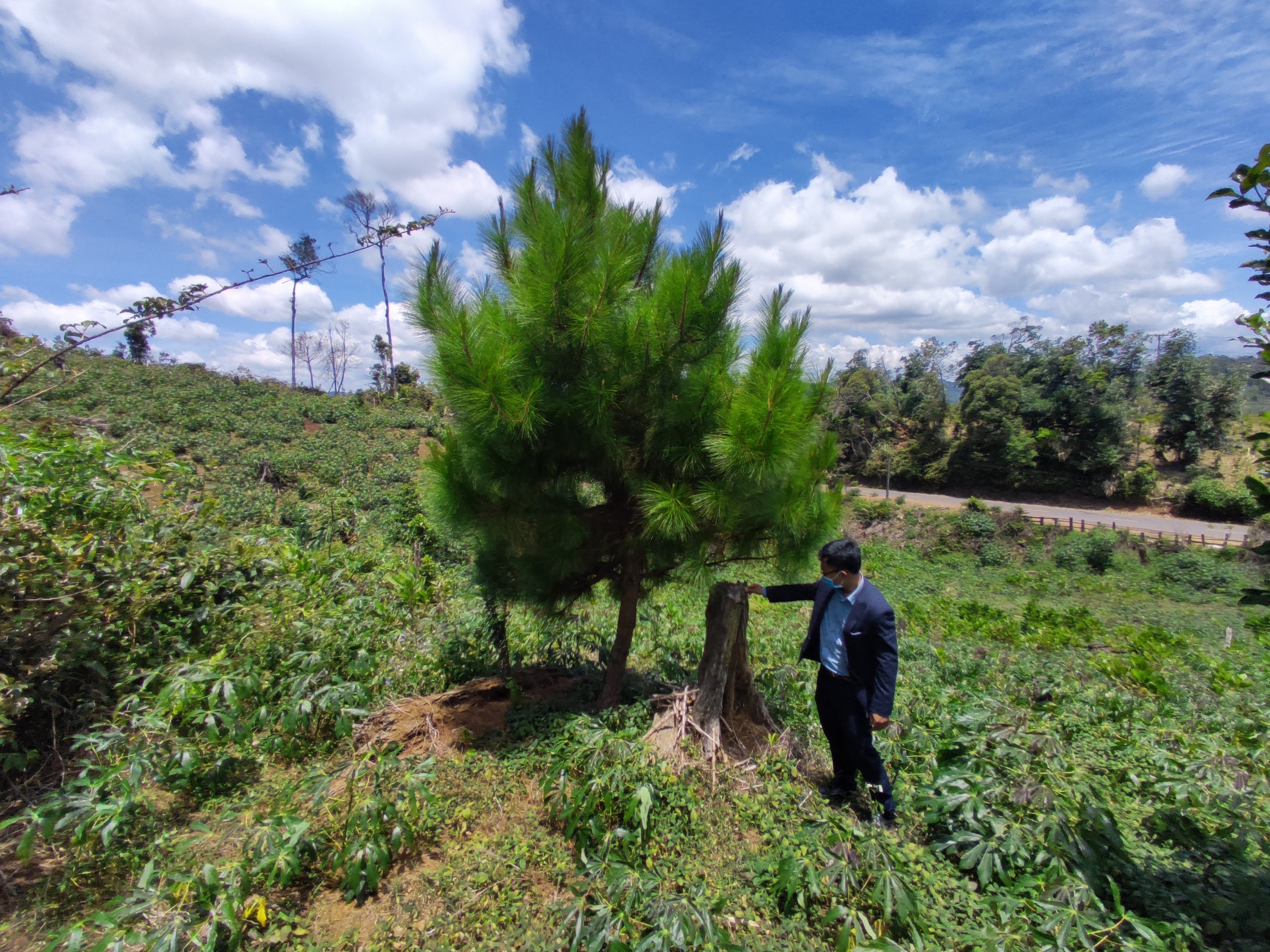 Hơn 100 ha rừng trồng bị xóa sổ