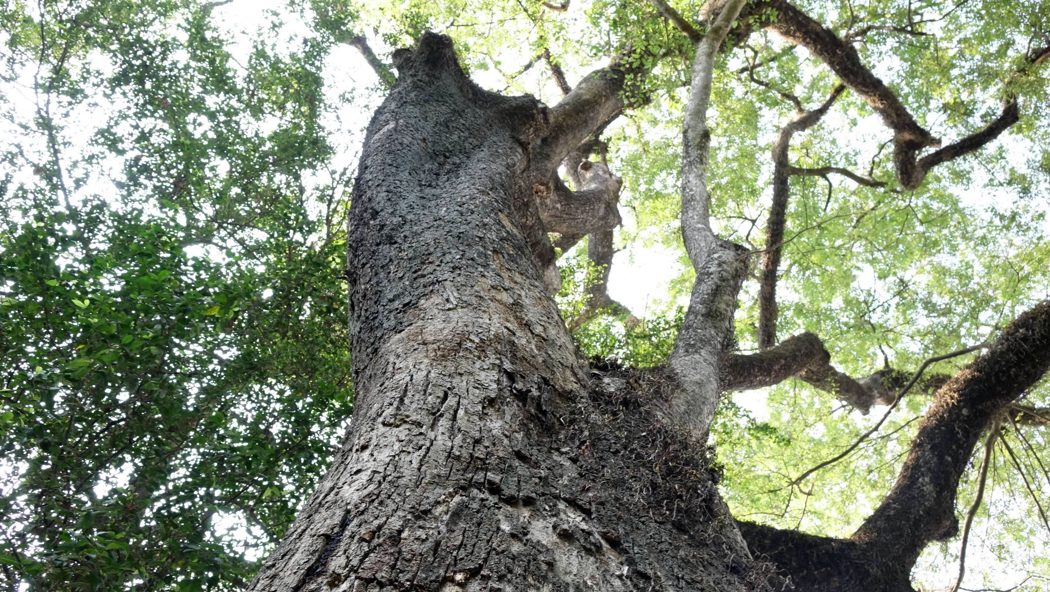 	Đây là loài cây có tuổi thọ cao trên 200 năm trươc khi Thảo cầm viên được thành lập, cây có tên trong sách đỏ Việt Nam (năm 1996), cấp độ (K). Do gỗ quí và đẹp nên bị khai thác rất mạnh và môi trường sống bị thu hẹp, số lượng giảm rất nhanh chóng