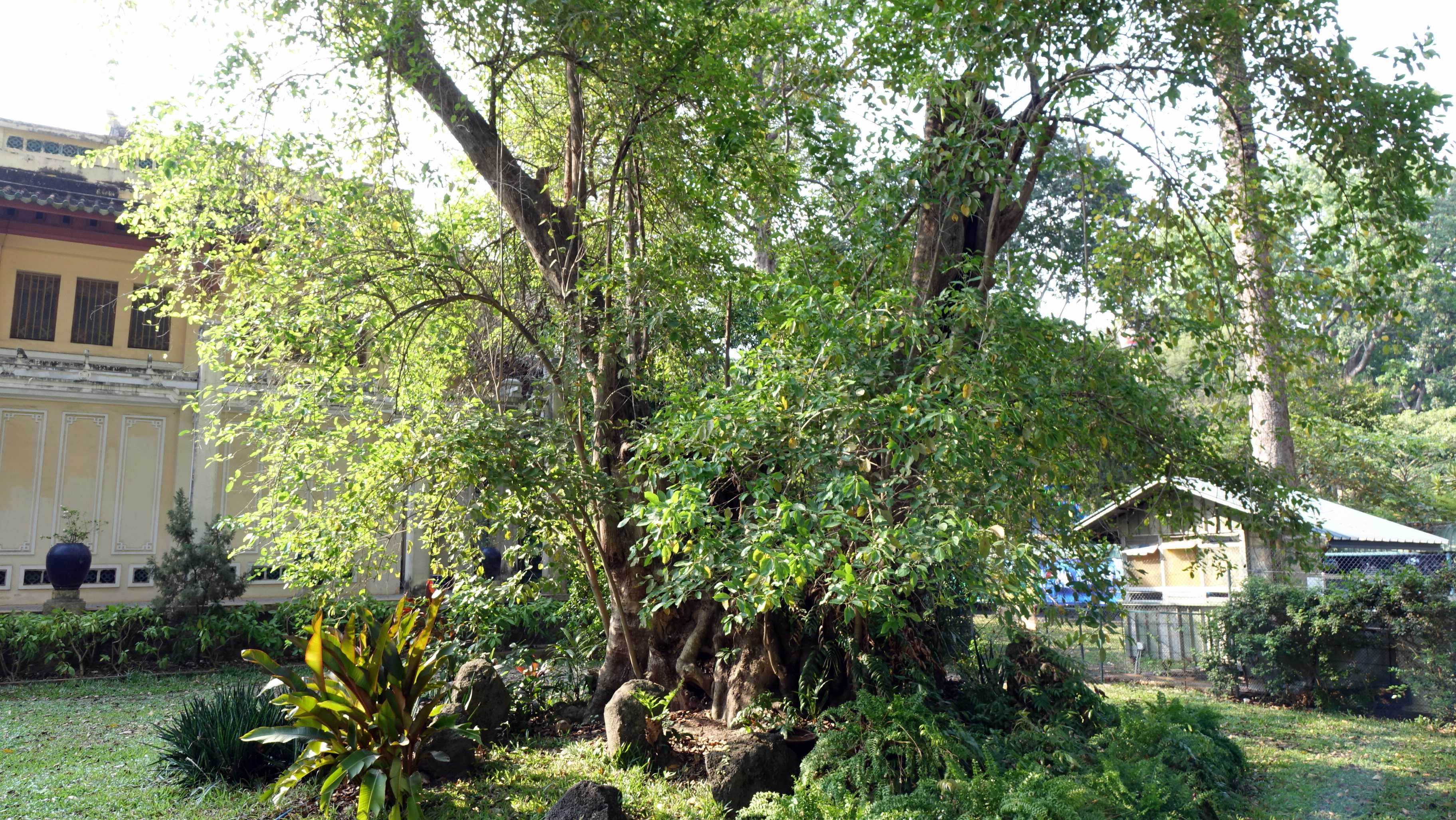 Thảo cầm viên có 1 cây mét mang mã số 693, có vị trí bên phải Bảo tàng lịch sử, có thể nói đây là cây cao tuổi nhất ở Thảo Cầm Viên Sài Gòn, tuổi thọ có thể đến 250 năm, đường kính gốc đến 2,45 m. Theo tài liệu thì cây này từ năm 1919 đường kính thân đã rất to và bắt đầu tái sinh chồi