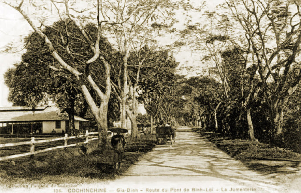 Hàng cây phượng vỹ trên đường đến cầu Bình Lợi vào đầu thế kỷ 20. Đây cũng là đường Thiên lý Bắc Nam trước thập niên 1950 – Ảnh tư liệu của nhiếp ảnh gia Tam Thái