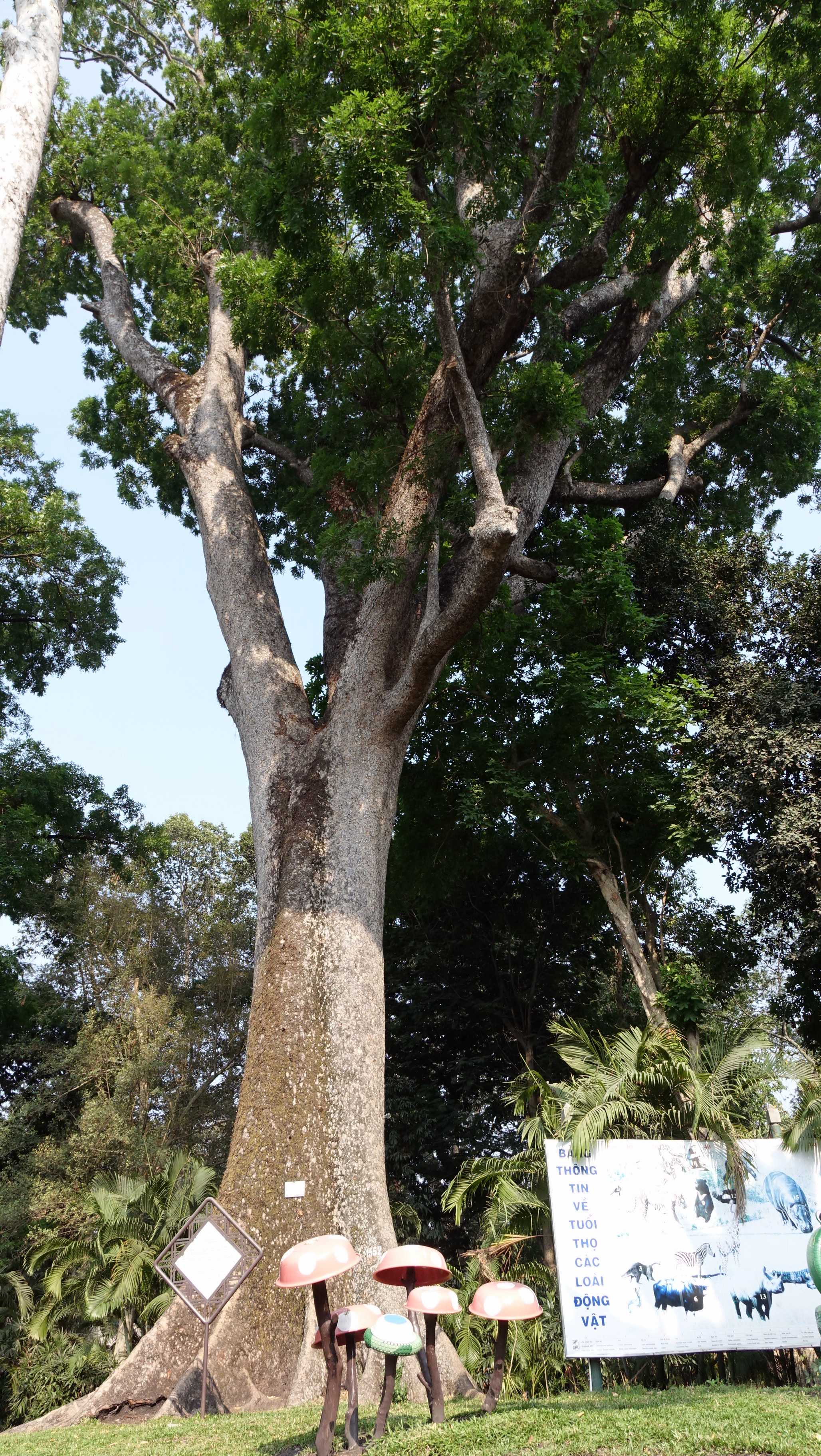 Cây cao hơn 50 m, đường kính thân cây gần 4 m, với tuổi đời xấp xỉ 150 năm, bằng đúng tuổi Thảo cầm viên