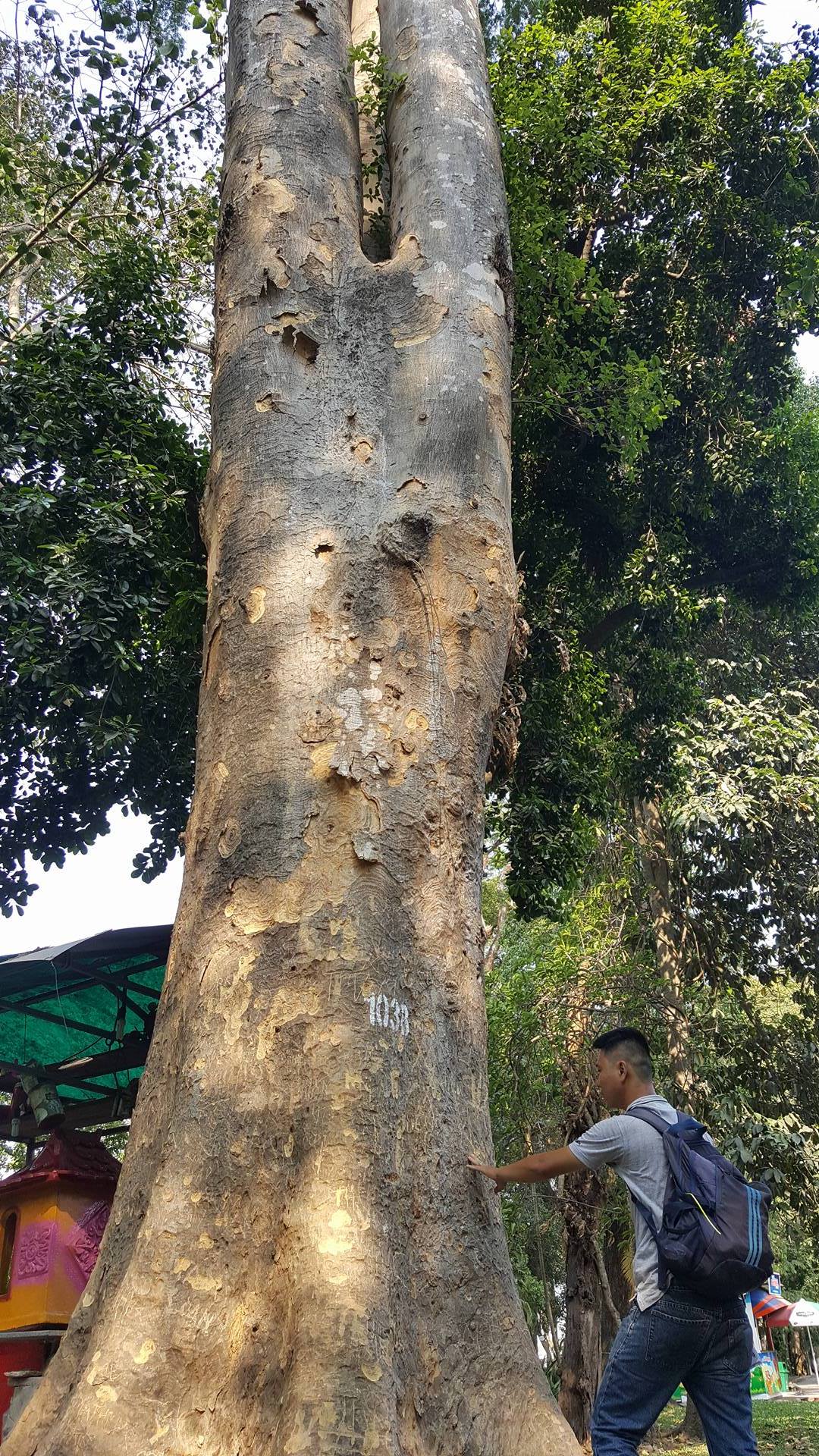 	Cây sống rắn thơm nằm cạnh vườn thú thiếu nhi có chu vi thân 4,5 m và cao hơn 20 m, tàng nhánh đẹp được xếp vào hàng cây khổng lồ trong Thảo cầm viên