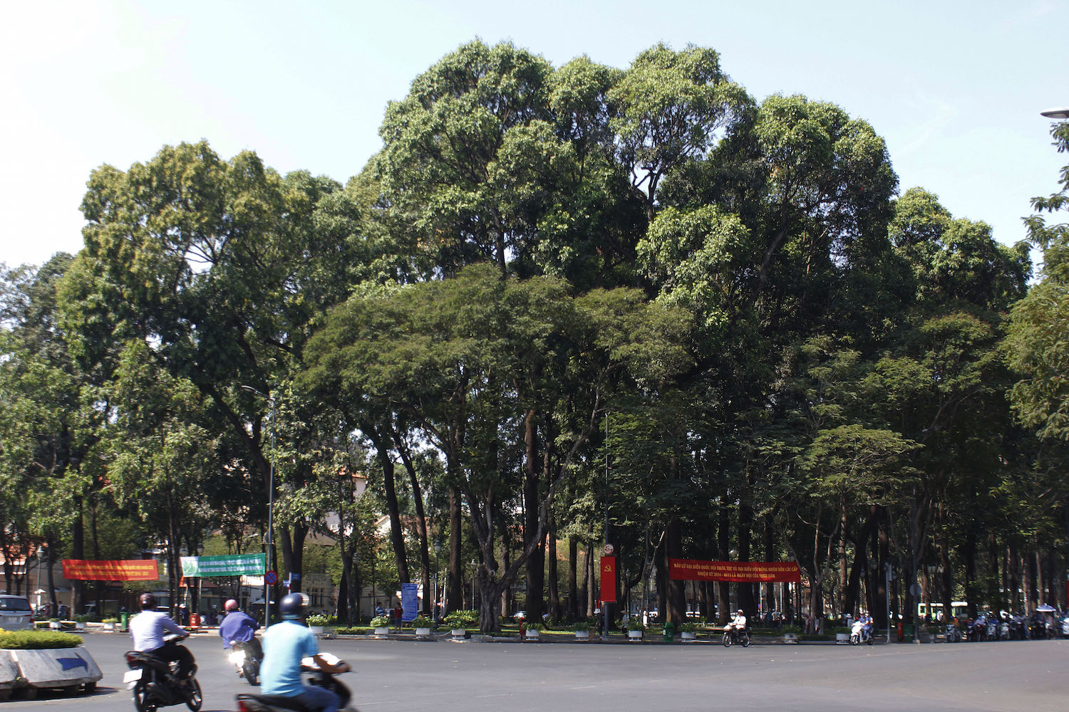 Cây xanh tại Công viên 30.4 - Ảnh: Phạm Hữu