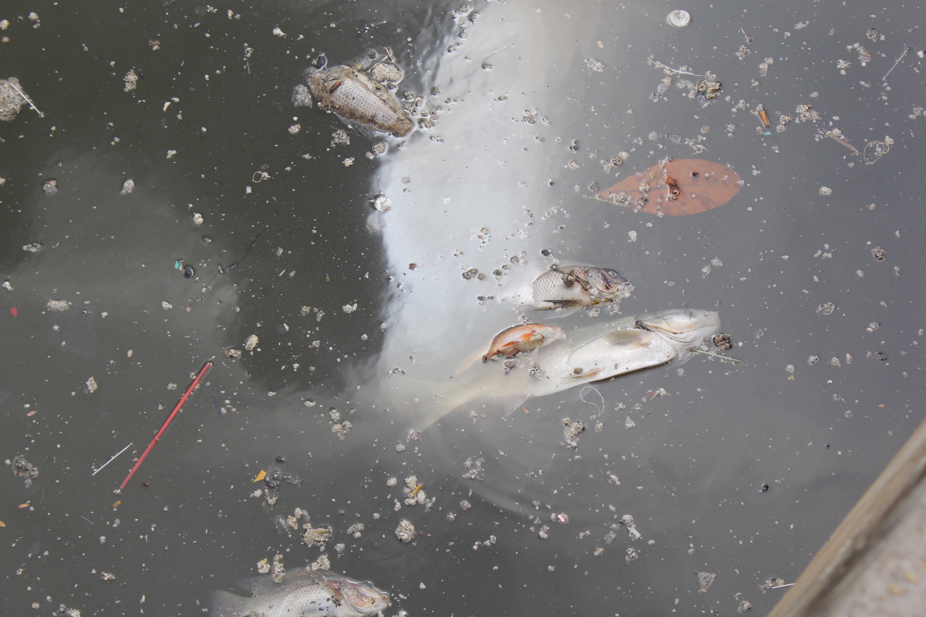 Nhiều loại cá lớn nằm ngữa bụng chết trên mặt nước