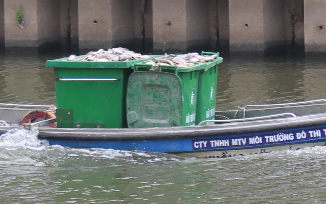 Xác cá nằm đầy thùng của lực lượng dọn vệ sinh