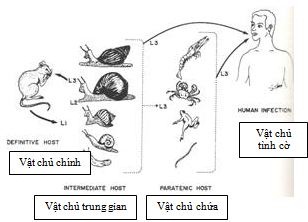 duong-nhiem-giun-gay-viem-nao-o-nguoi