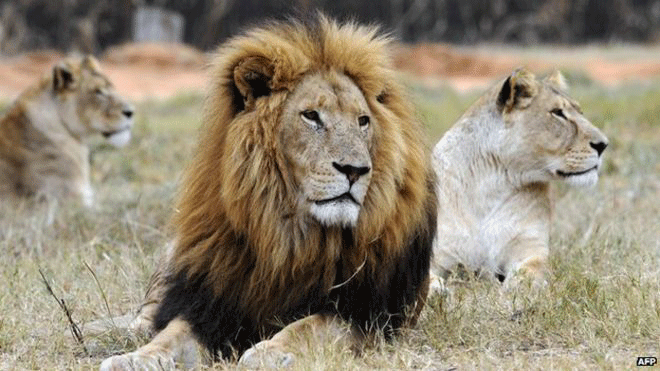 Bên trong công viên sư tử - Ảnh: AFP