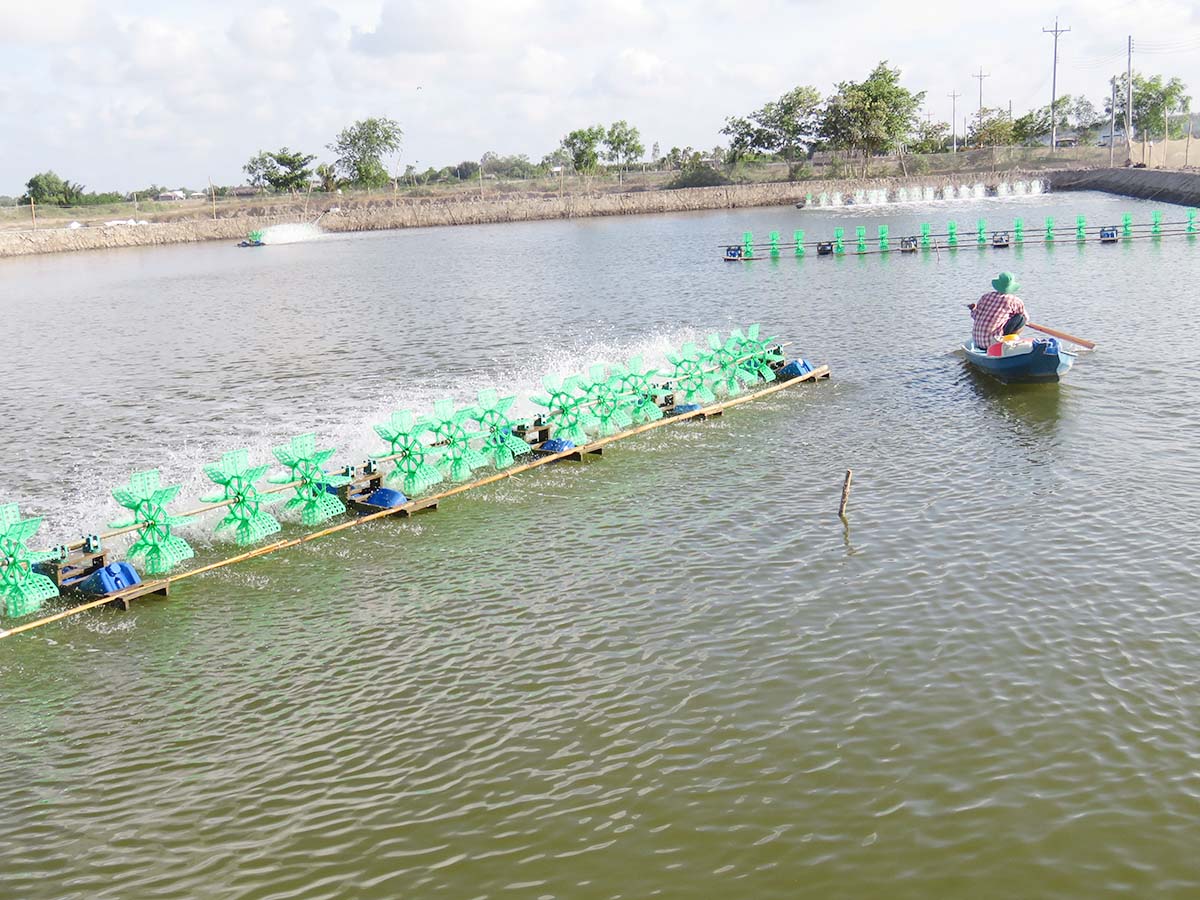  Nhờ có điện lưới quốc gia, nghề nuôi tôm công nghiệp ở Trà Vinh, diện mạo nông thôn ngày càng khởi sắc