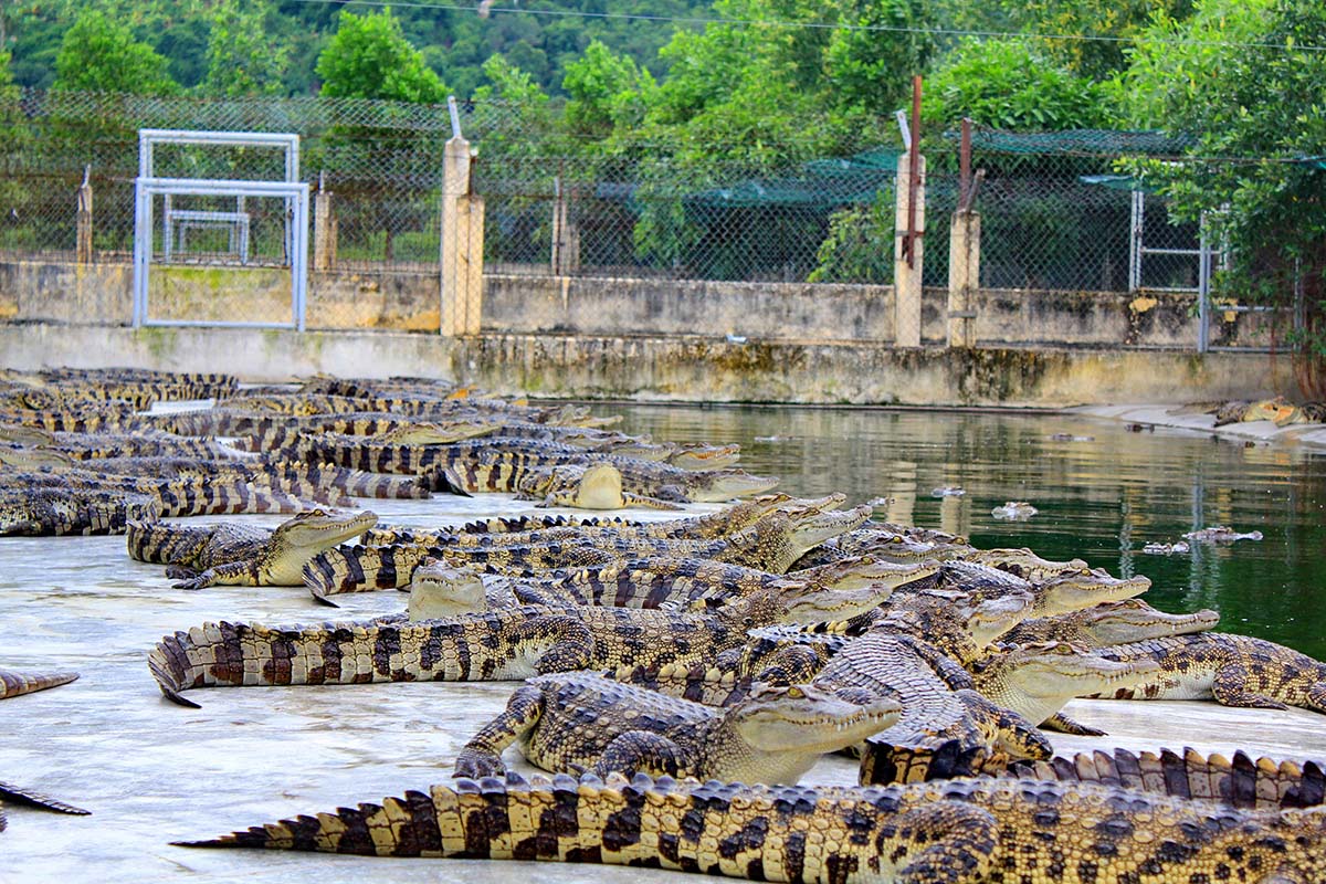 Trại nuôi cá sấu tại xã Ninh Ích, Ninh Hòa, Khánh Hòa
