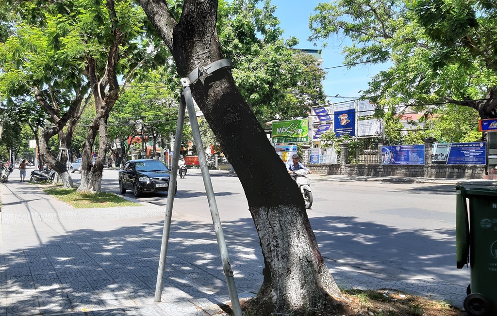 Không cần chặt cây, nơi đây dùng 'cách hay' bảo vệ cây trăm năm và người dân