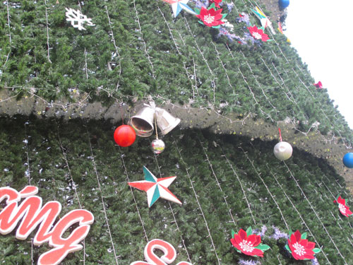 Cây thông Noel cao 41 m ở Nghệ An 1