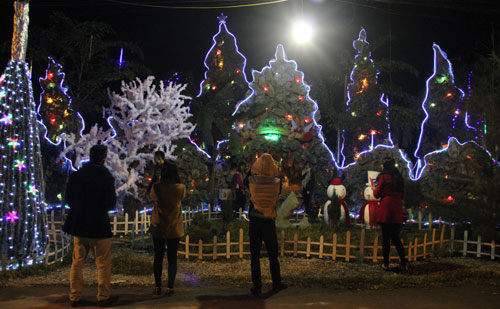Cây thông Noel cao 41 m ở Nghệ An 6