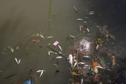 Hàng tấn cá sông Vàm Cỏ Đông chết bất thường