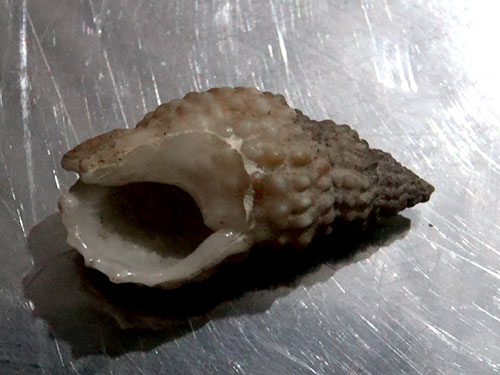 Xác định loại ốc biển gây ngộ độc tại Ninh Thuận