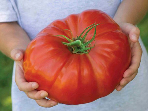 Cà chua lớn nhất quả đất
