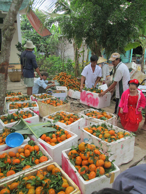 Rộn ràng xứ quýt Lai Vung 4