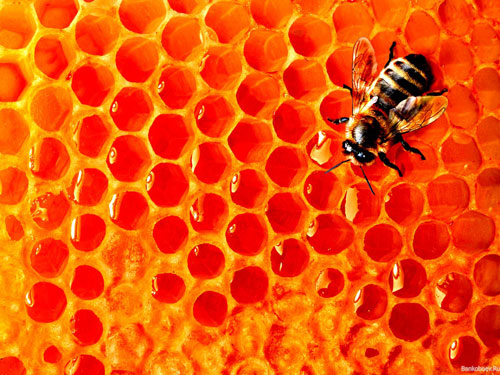 4 lợi ích khiến bạn không thể sống thiếu mật ong 1