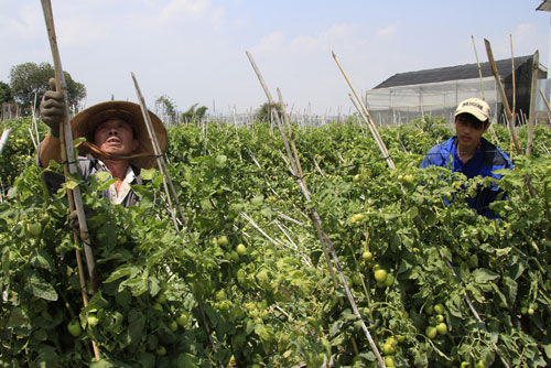 Cơn lốc xoáy lịch sử làm sập và tốc mái 59 ngôi nhà 14