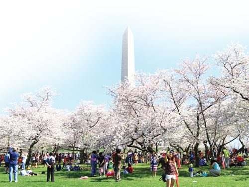 Washington D.C. thành phố mùa xuân 1