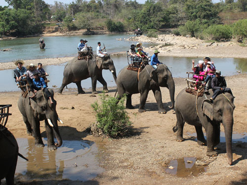 Đắk Lắk: Thêm một voi nhà chở khách du lịch bị chết