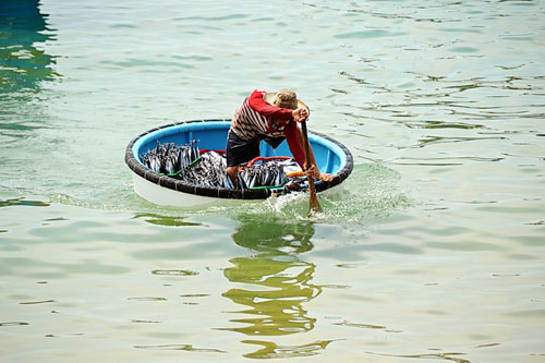 Bình Định: Ngư dân trúng đậm cá lồ ồ 2