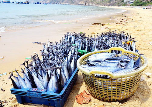 Bình Định: Ngư dân trúng đậm cá lồ ồ 3