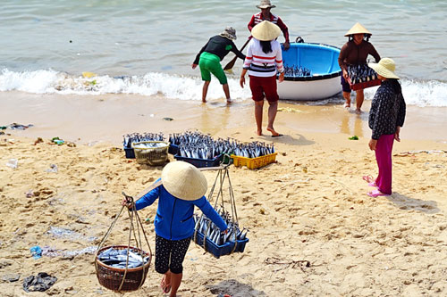 Bình Định: Ngư dân trúng đậm cá lồ ồ 4
