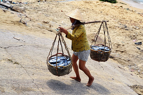 Bình Định: Ngư dân trúng đậm cá lồ ồ 5