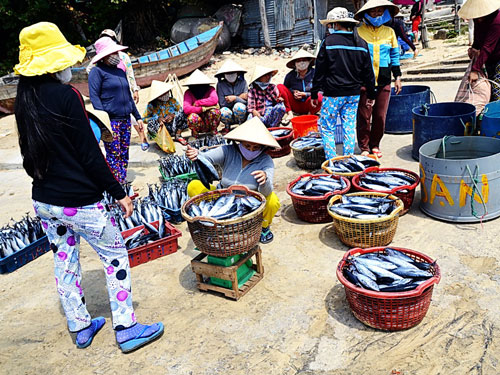 Bình Định: Ngư dân trúng đậm cá lồ ồ 6