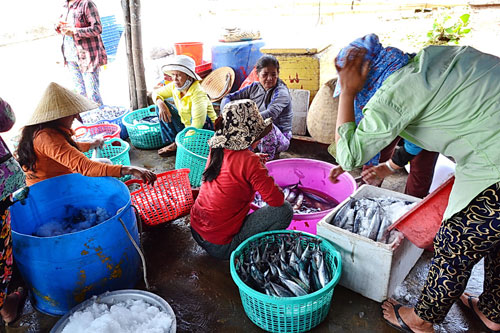 Bình Định: Ngư dân trúng đậm cá lồ ồ 7