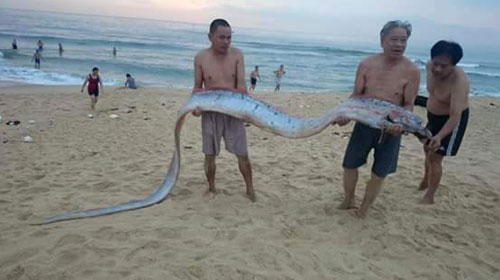 Cá “lạ” dài hơn 4 m dạt vào bờ biển Quảng Bình