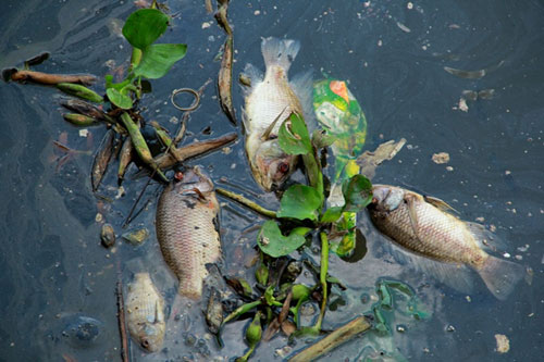 Cá chết trắng kênh Nhiêu Lộc - Thị Nghè 2