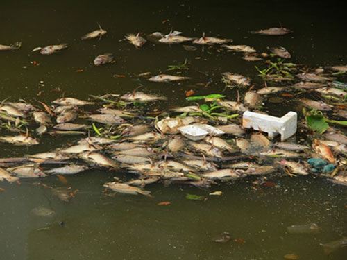 Cá chết trắng kênh Nhiêu Lộc - Thị Nghè 3
