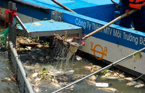 Cá chết trắng kênh Nhiêu Lộc - Thị Nghè 4