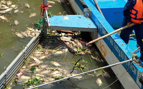 Cá chết trắng kênh Nhiêu Lộc - Thị Nghè 5