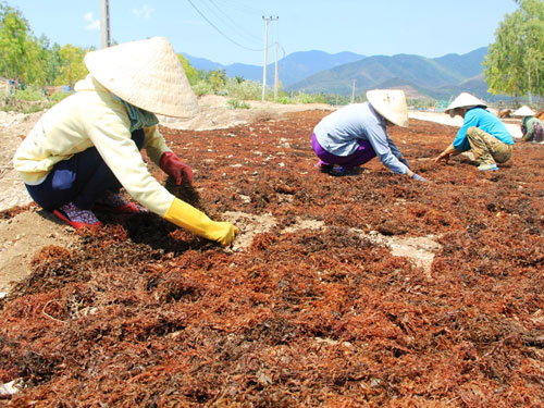 Ngư dân trúng mùa rong biển 2