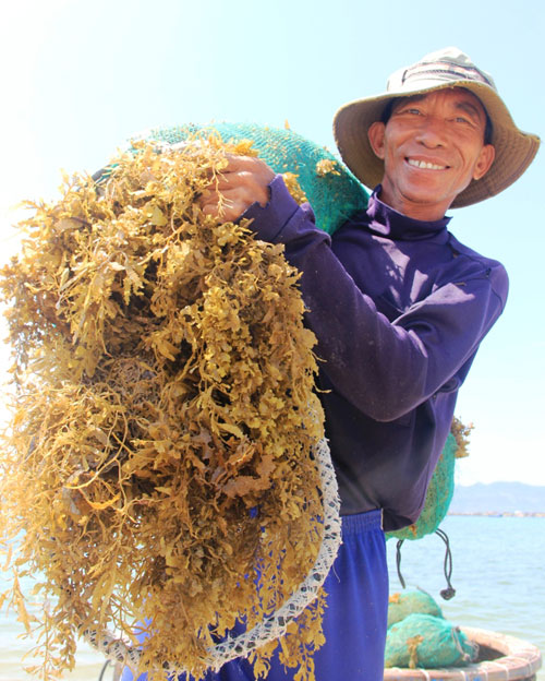 Ngư dân trúng mùa rong biển 3