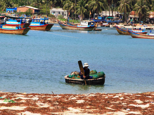 Ngư dân trúng mùa rong biển