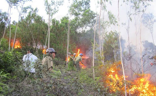 Cháy rừng tại Nghệ An 1