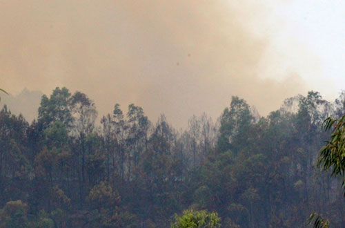 Cháy rừng dữ dội tại Thanh Hóa 3