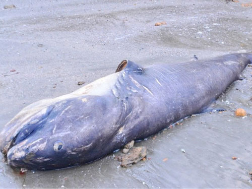 Cá mập dài 5 mét, nặng 1.000 kg dạt vào bờ biển Nghệ An