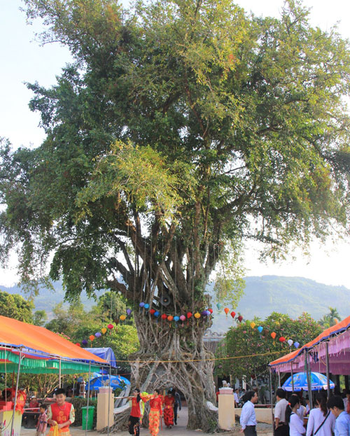 Công nhận cây đa lá lệch hơn 300 năm tuổi là Cây di sản Việt Nam