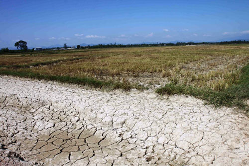Quảng Trị: Gần 3.000 ha đất trồng lúa vụ hè thu có nguy cơ bỏ hoang 5