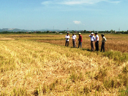 Quảng Trị: Gần 3.000 ha đất trồng lúa vụ hè thu có nguy cơ bỏ hoang 1