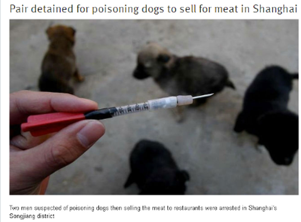 Phóng phi tiêu tẩm độc giết chó lấy thịt bán