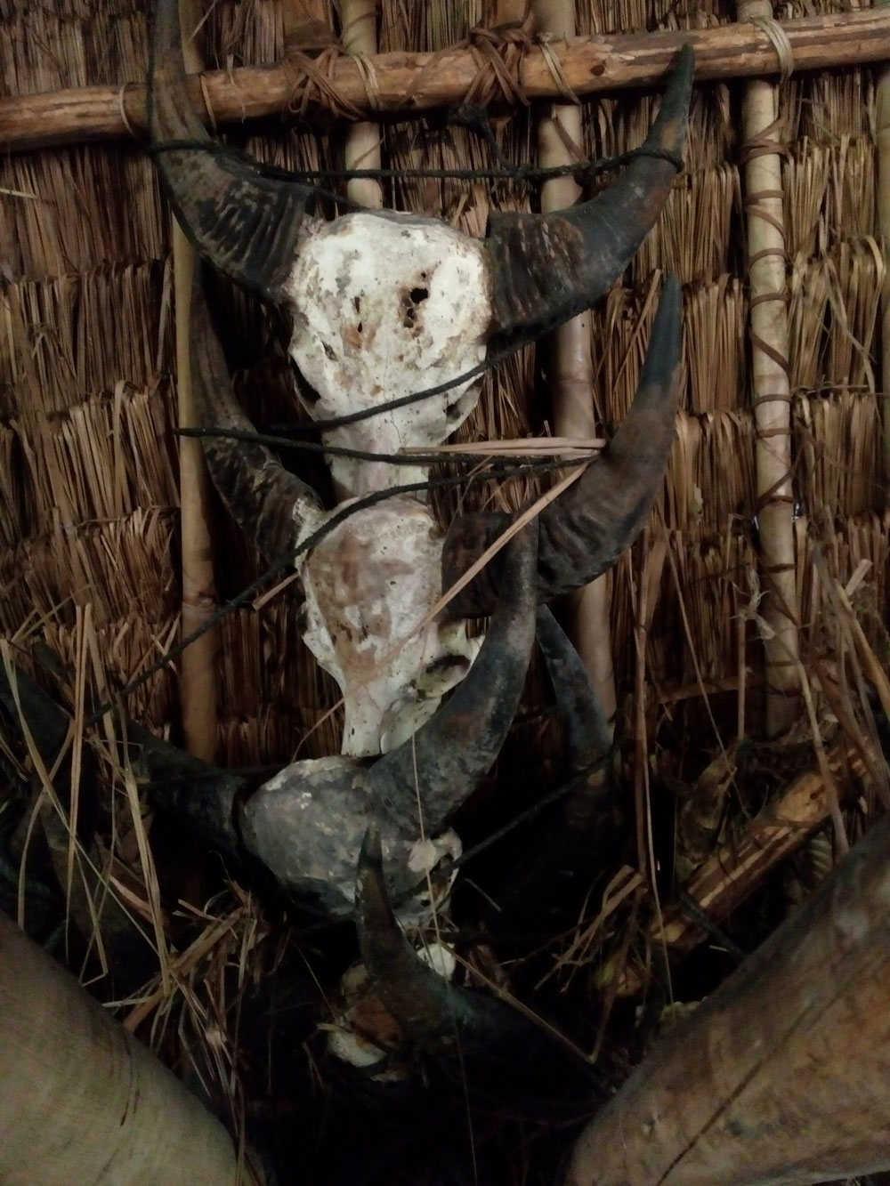 Những tập tục còn sót lại ở Tây nguyên - Kỳ 4: Người Tà Rẻ ở thung lũng Bãi Nai với tục treo đầu trâu ở nhà rông 3
