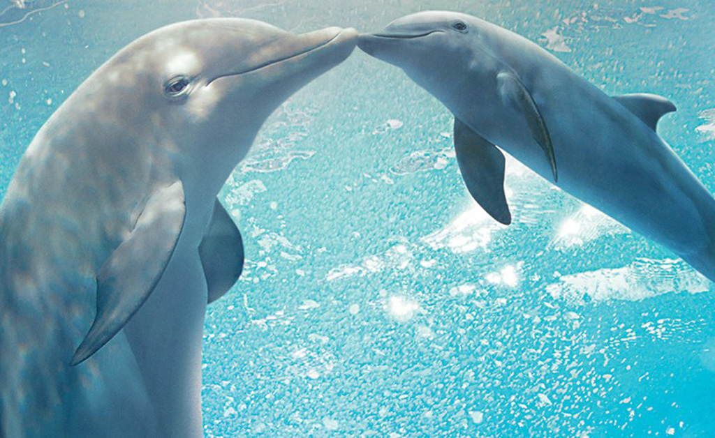 Dolphin tale 2