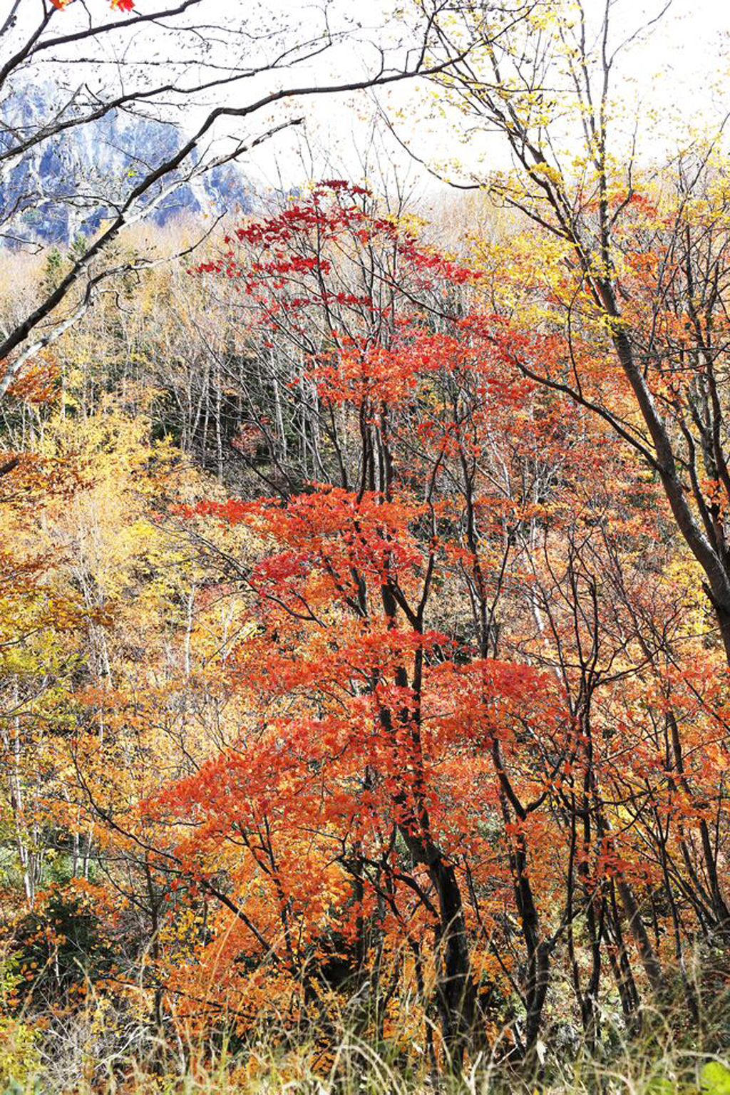 Trải nghiệm từ thu sang đông - Kỳ 1: Thưởng ngoạn mùa thu lá đỏ 4